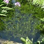 How to Plant Hornwort in a Pond
