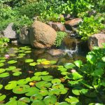 How to Plant Lily Pads in a Pond