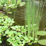 How to Plant Pond Plants Without Soil