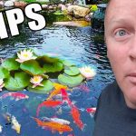 How to Plant Water Lilies in a Natural Pond
