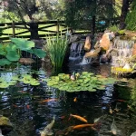 How to Prepare Pond Water for Fish