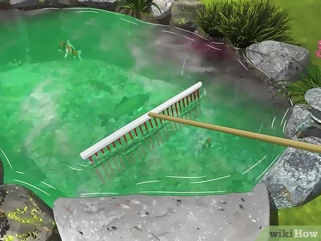 How to Remove Algae from Pond Without Harming Fish