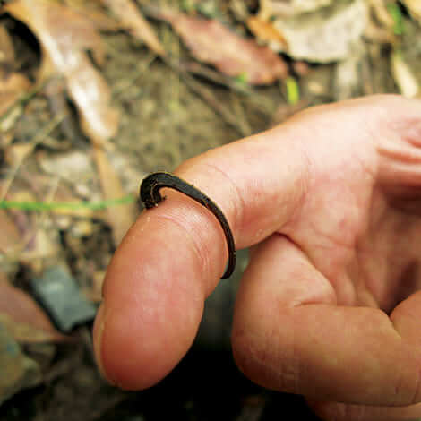 How to Remove Leeches from a Pond