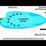 How to Set Up Duck Decoys on a Pond