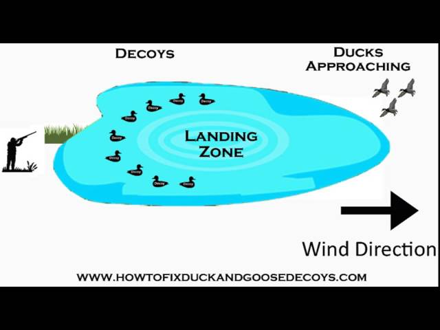 How to Set Up Duck Decoys on a Pond