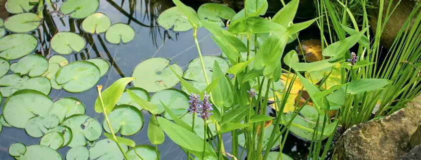 How to Shock a Pond