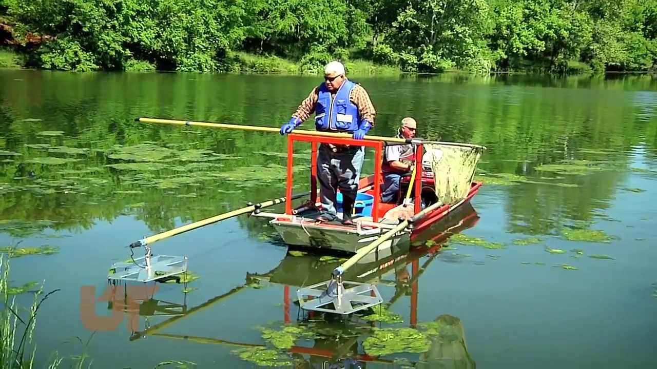 How to Shock Fish in a Pond Proven & Safe Techniques