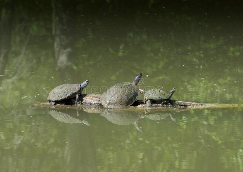 How to Stock a Pond for Free in Texas