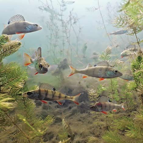 How to Stock a Pond With Fish
