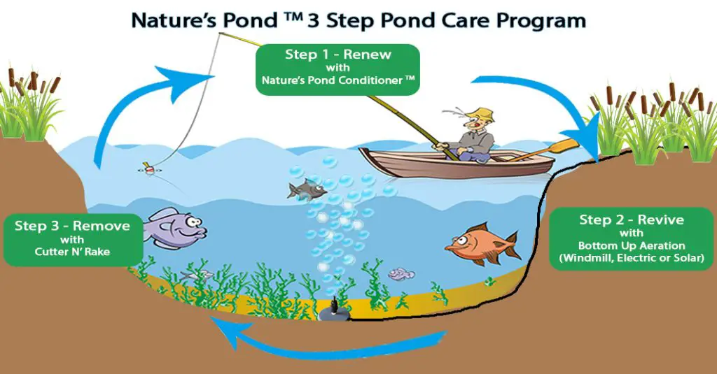 How to Take Care of a Pond