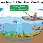 How to Take Care of a Pond