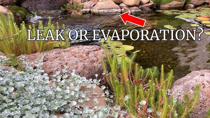 How to Tell If a Pond is Leaking Or Evaporating
