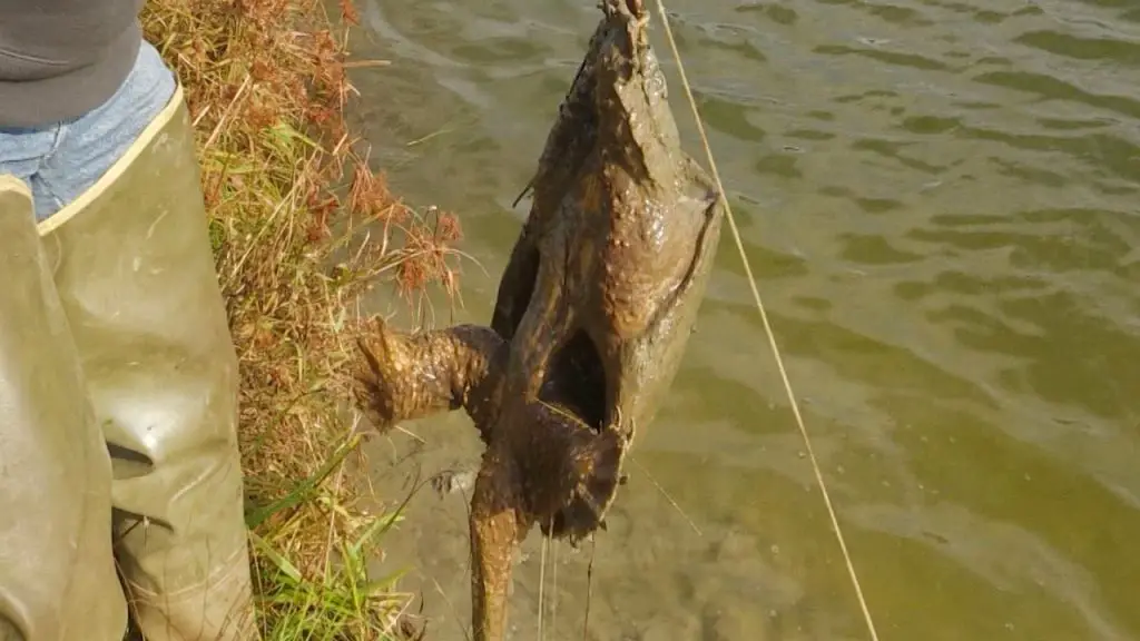 How to Trap a Snapping Turtle in a Pond