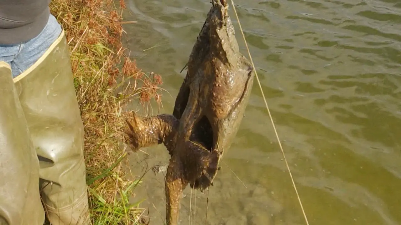 How To Trap A Snapping Turtle In A Pond: Safe & Effective Methods