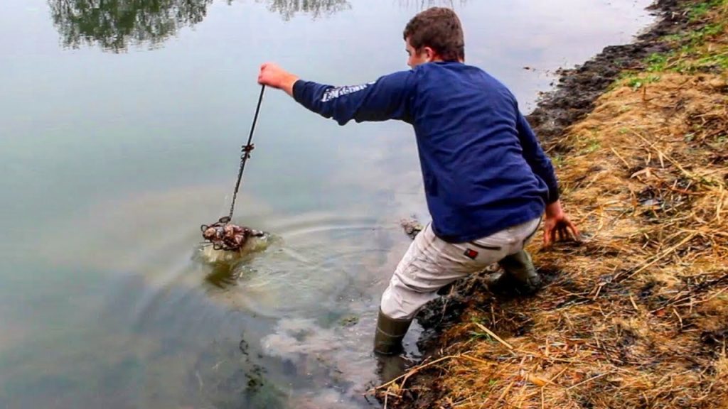 How to Trap Muskrats in a Pond