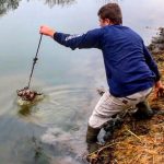 How to Trap Muskrats in Ponds