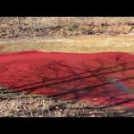 How to Treat Red Algae in a Pond