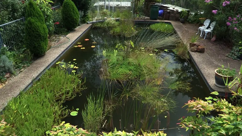 How to Turn a Swimming Pool into a Pond