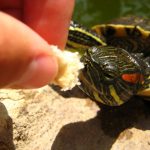 What Can You Feed Turtles in a Pond