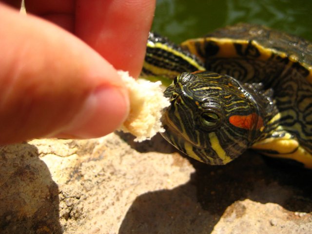 What Can You Feed Turtles in a Pond
