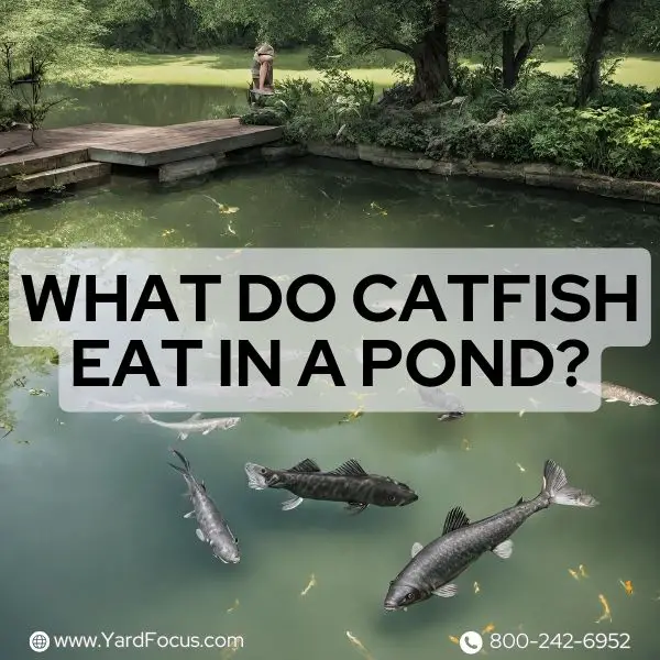 What Do Catfish Eat in a Pond