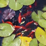 What Do Goldfish Eat in a Pond