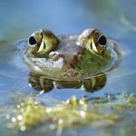 What Do Pond Frogs Eat