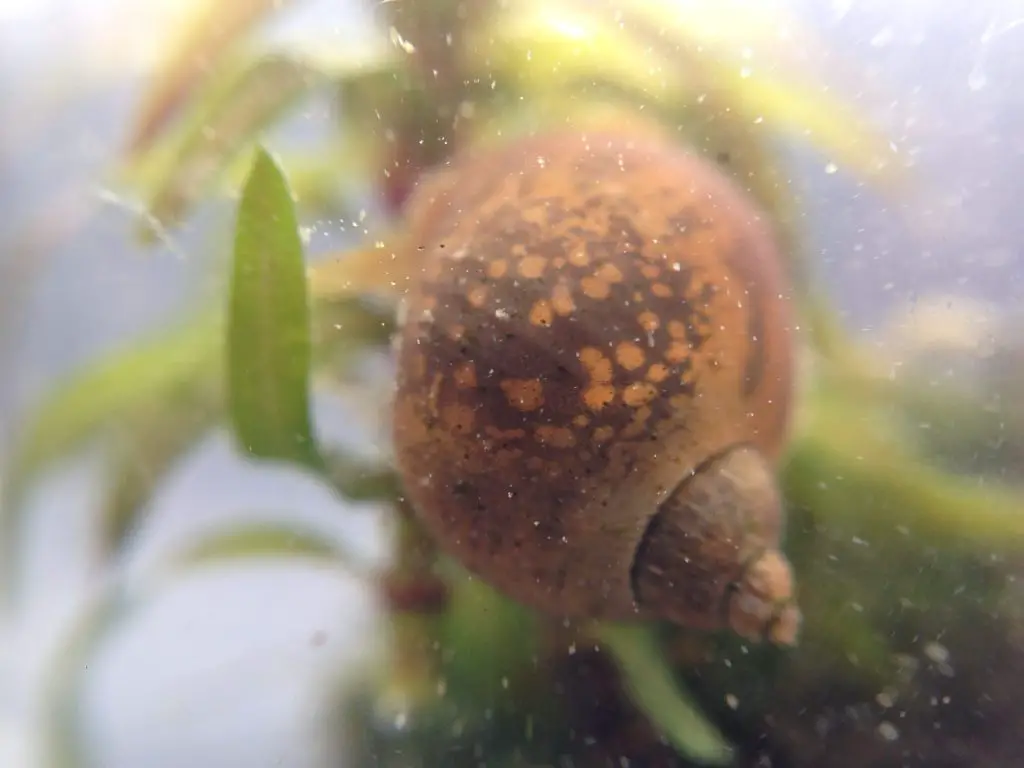 What Do Snails Eat in a Pond