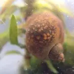 What Do Snails Eat in a Pond