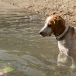 Can Dogs Drink Pond Water