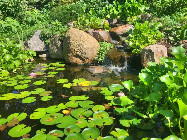 Are Lily Pads Good for Ponds