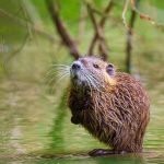 Are Muskrats Bad for Ponds