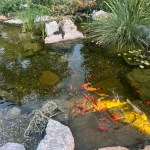 Can Goldfish Live in a Pond