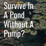 Can Goldfish Survive in a Pond Without a Pump