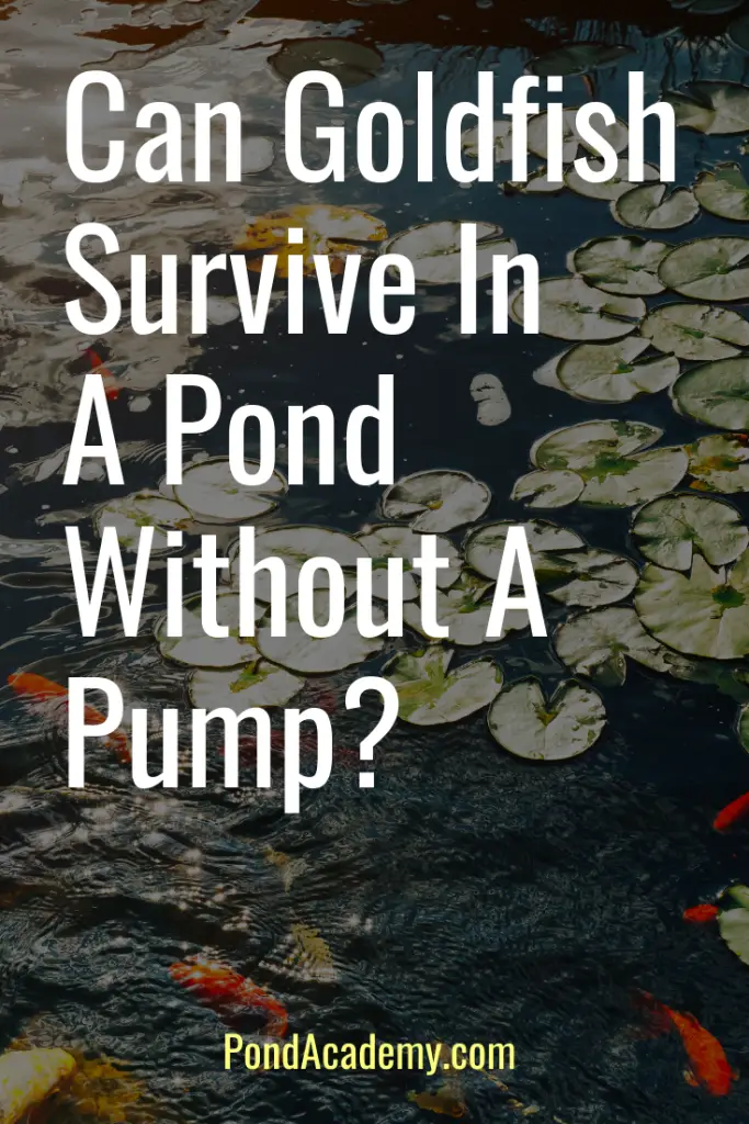 Can Goldfish Survive in a Pond Without a Pump