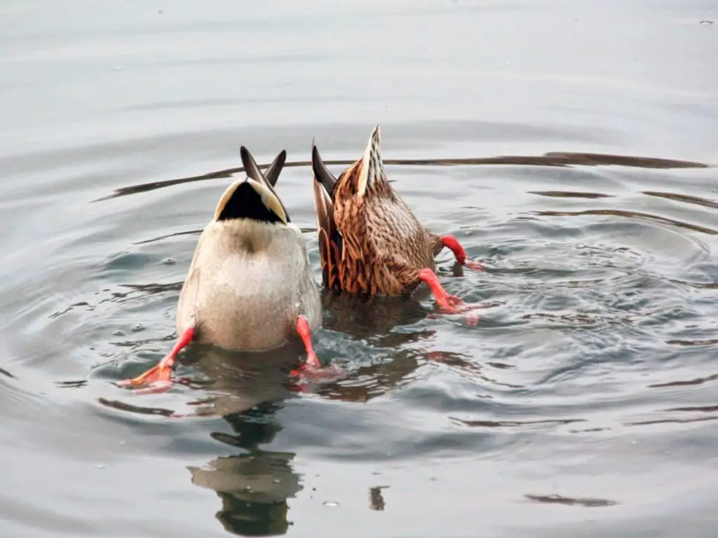 Do Ducks Eat Fish in Ponds