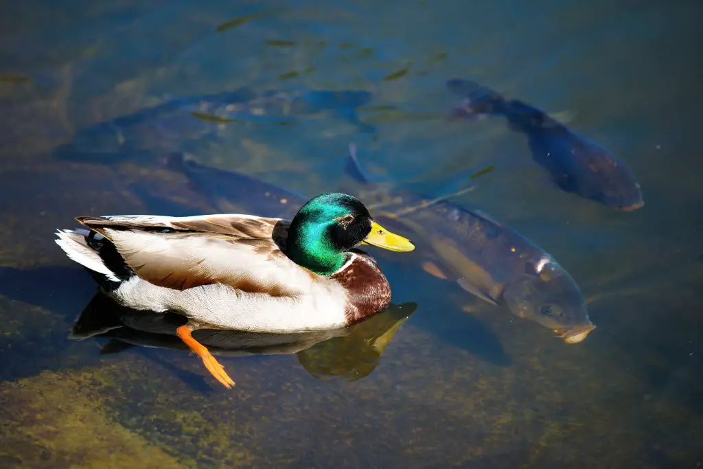 Do Ducks Eat Pondfish