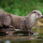 Do Otters Live in Ponds