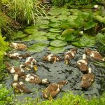 Do Runner Ducks Need a Pond