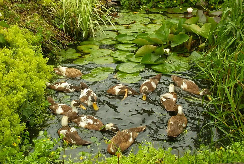 Do Runner Ducks Need a Pond