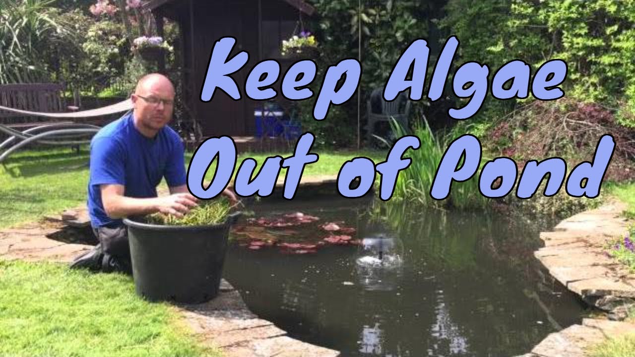How Do You Stop Algae in a Pond: Expert Tips Unveiled