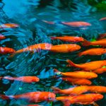 How Long Do Goldfish Live in a Pond