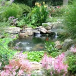 How Much Does a Koi Pond Cost