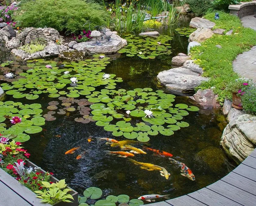 How Much is a Koi Pond