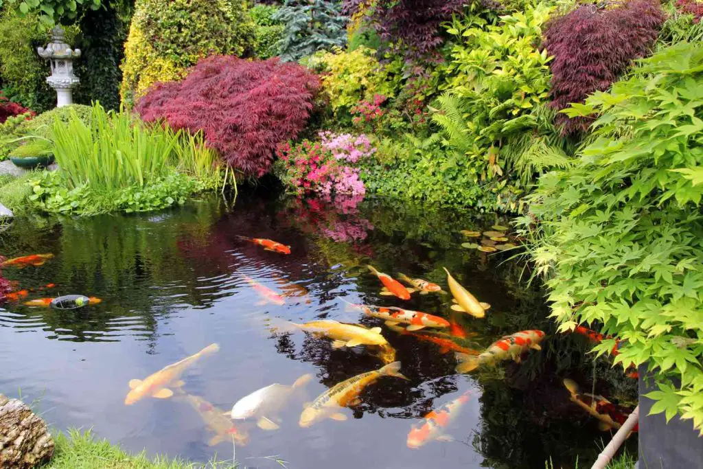 How to Build a Koi Pond Cheap