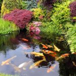 How to Build a Koi Pond Cheap