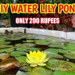 How to Build a Lily Pond