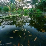 How to Build a Low Maintenance Pond