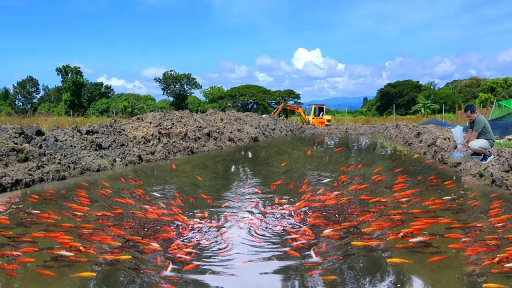 How to Build a Mud Pond for Koi