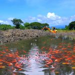 How to Build a Mud Pond for Koi